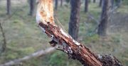 Pokazał zdjęcie grzyba. "Trzeba się rozglądać wszędzie, nawet w powietrzu"