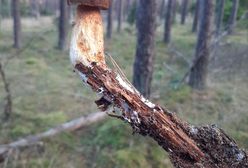 Pokazał zdjęcie grzyba. "Trzeba się rozglądać wszędzie, nawet w powietrzu"