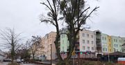 Toruń: Inwazja na drzewach. Konieczne cięcia, także na większą skalę