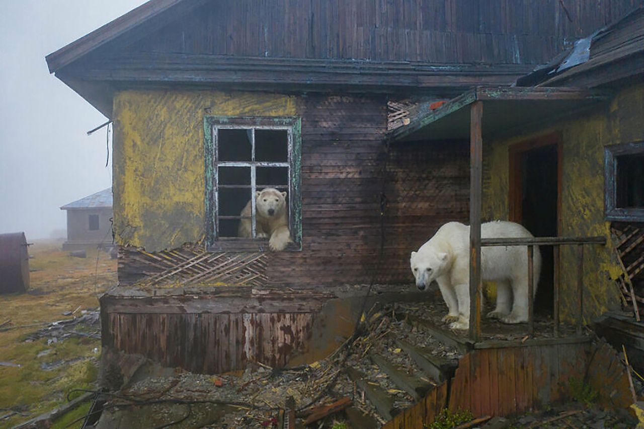 Niedźwiedzie polarne opanowały dawną stacje pogodową. Fotograf był zaskoczony