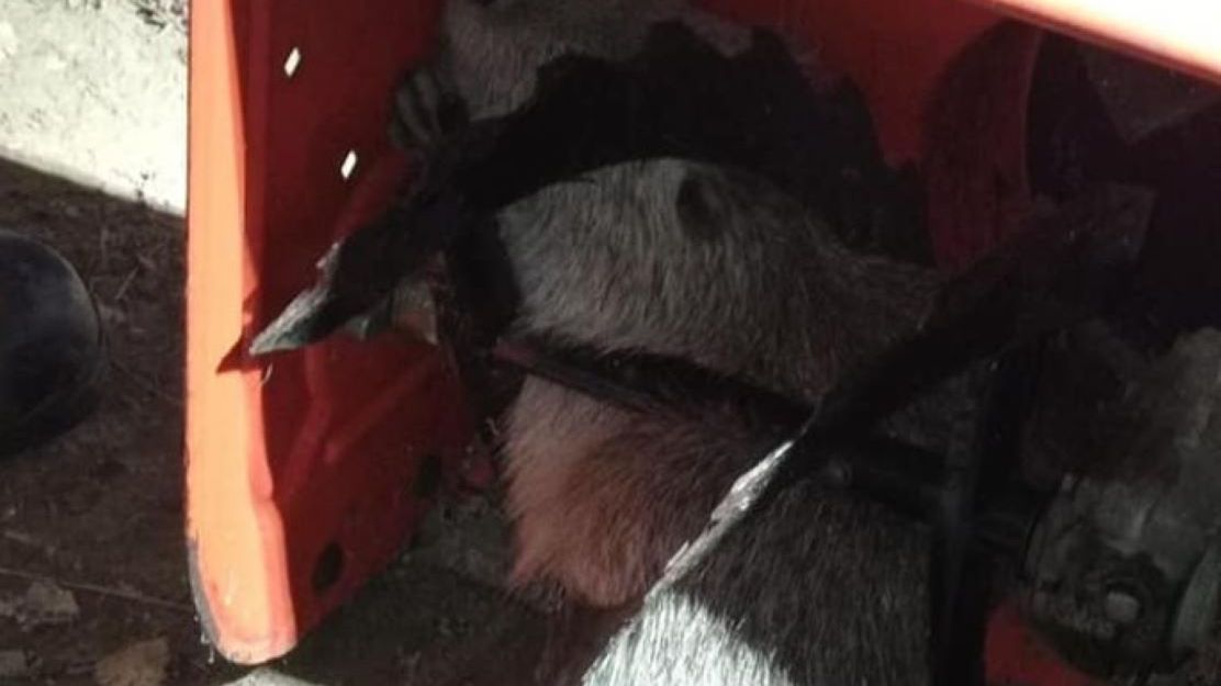 Zwierzę utknęło na posesji 