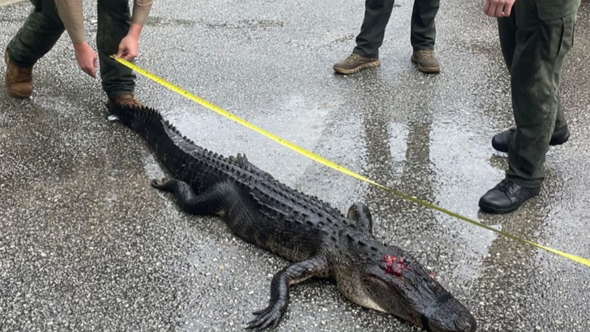 Właśnie ten drapieżnik zaatakował nurka. Mężczyzna odniósł dotkliwe obrażenia