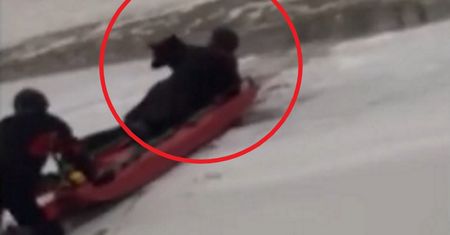 Dramatyczna akcja ratowników. Pod psem załamał się lód