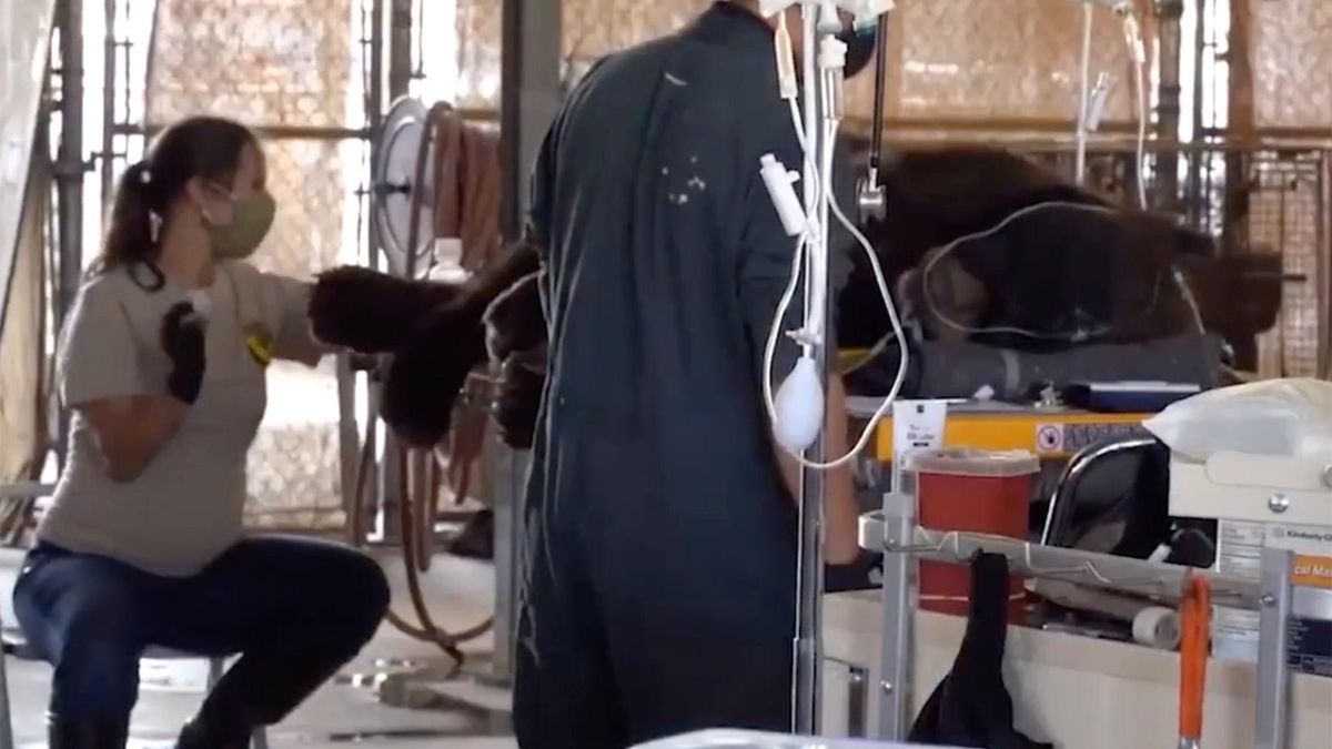 Jeden z uratowanych niedźwiedzi