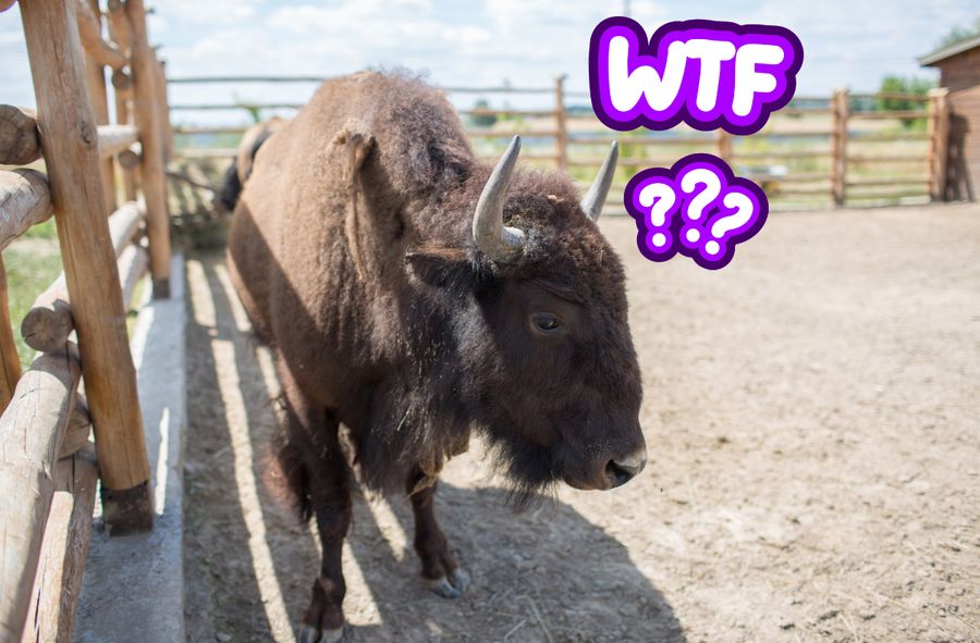 Odwiedzający zoo rzucali kamieniami w bizona.