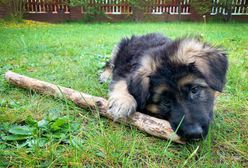 Wrocław. Schronisko prosi o wsparcie. Potrzebne koce i kołdry