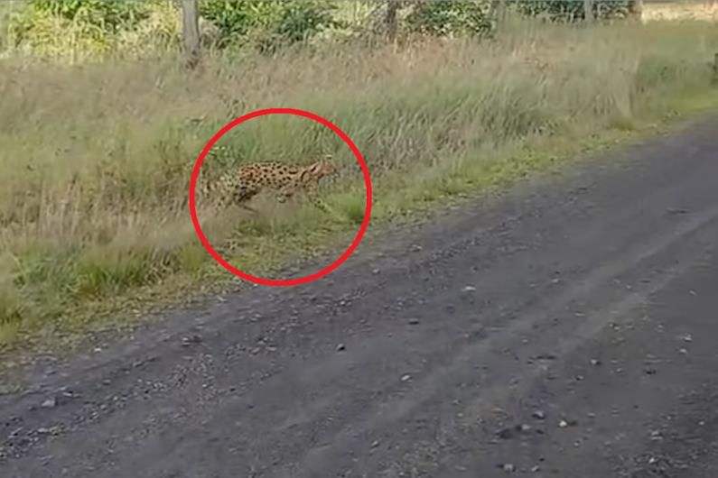 Afrykański serwal widziany pod Głogowem. Leśnicy apelują