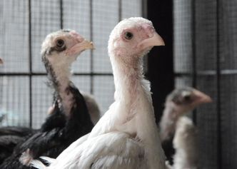 Wirus "zjadliwej ptasiej grypy" w Polsce. Wykryto kolejne ognisko choroby