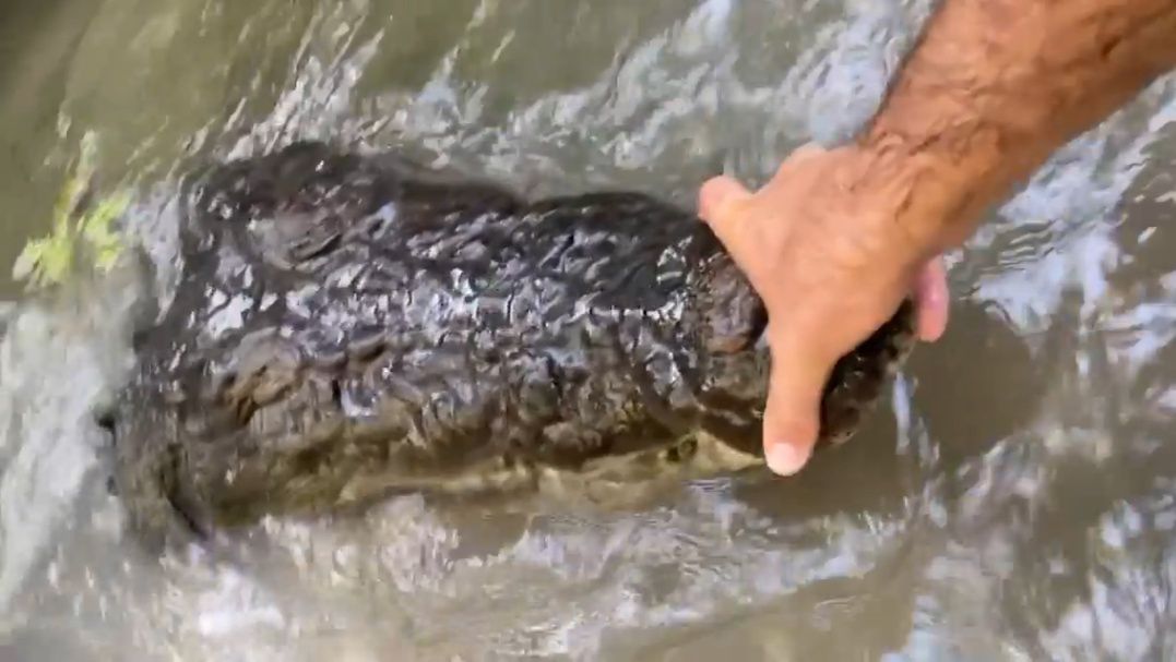 Mat Wright trzymający paszcze ogromne krokodyla.