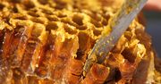 Jeden z najzdrowszych miodów. "Płynne złoto" działa jak balsam na podrażnione gardło