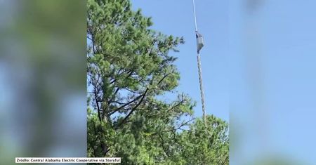 Przycinają drzewa z helikoptera, by nie uszkodziły linii energetycznych