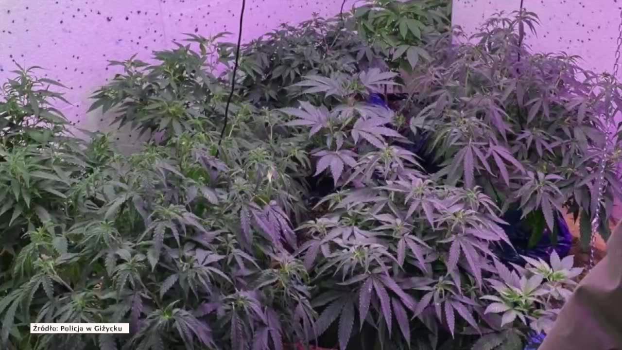 Plantacja marihuany w przyczepie kempingowej. W środku rosły 24 krzewy konopi