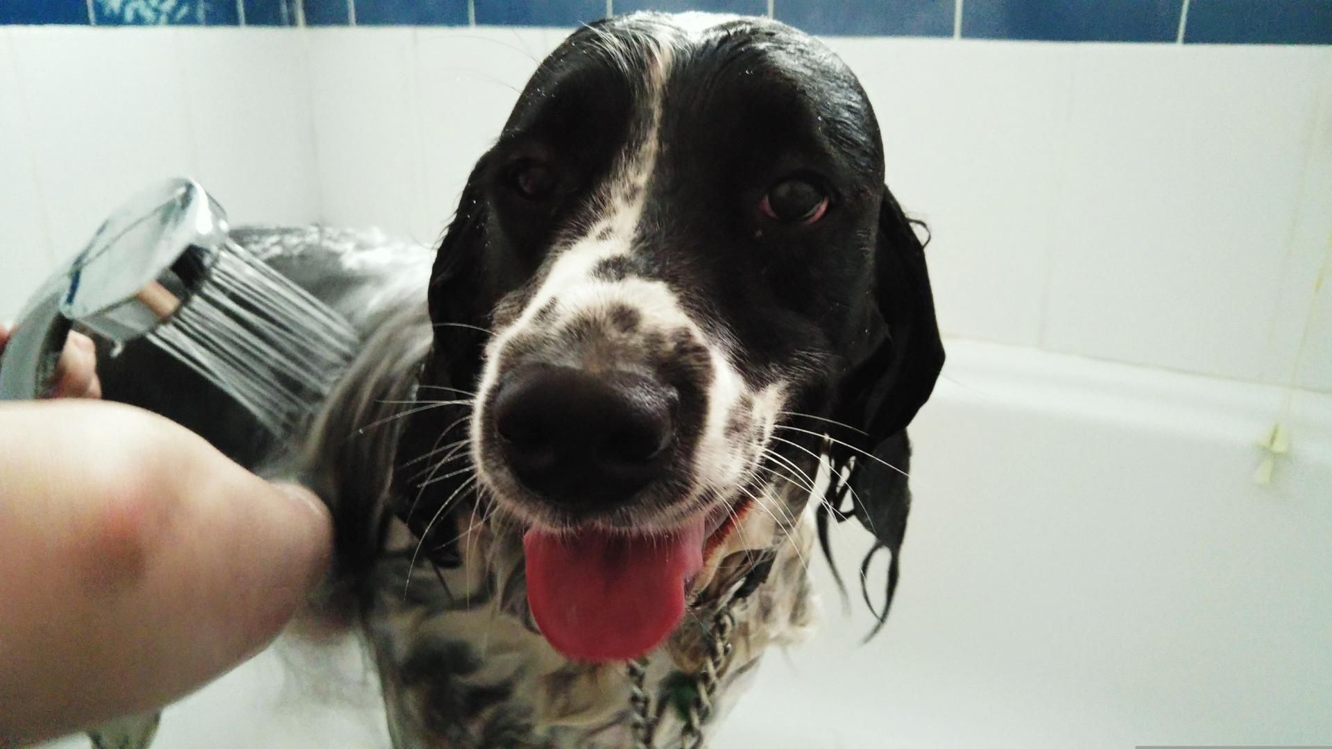 Posiadania psa niesie szeroki wachlarz korzyści