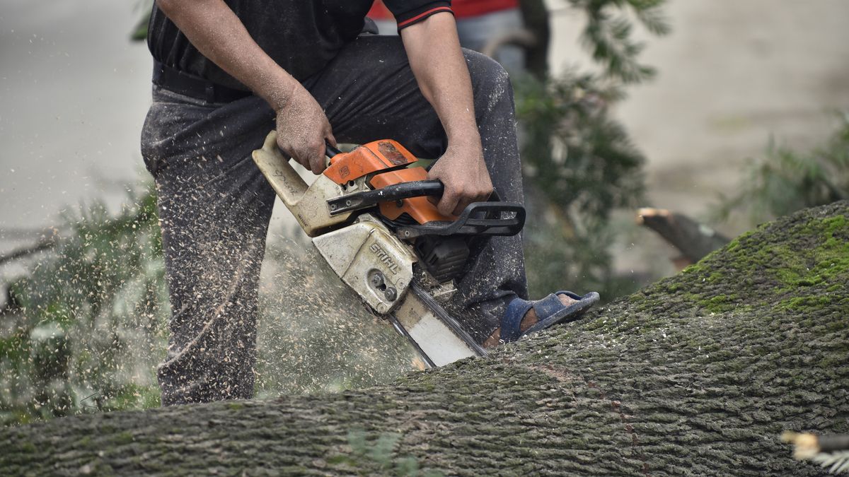 Zmiany w wycince drzew na prywatnej działce. Rząd podjął decyzję