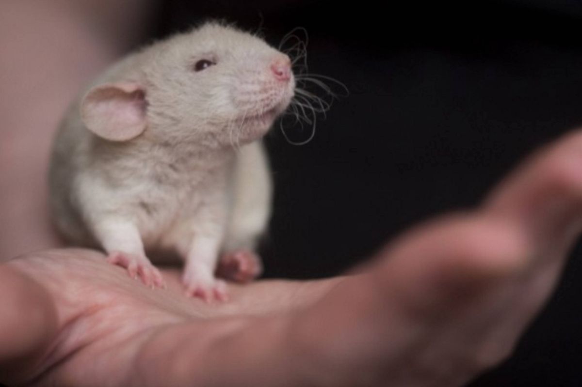 W razie trzęsienia ziemi uratują nas szczury