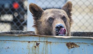 Niedźwiedzie poszukują pożywienia. Podchodzą pod osiedla