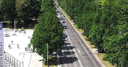 Kolejny przetarg na przebudowę Al. Racławickich. Sprawdź, ile drzew zostanie wyciętych