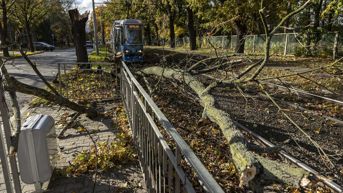 Wrocław, 21.10.2021. Zniszczenia na ulicy Mickiewicza we Wrocławiu, po wichurach, które przechodzą nad Dolnym Śląskiem, 21 bm. (mr) PAP/Aleksander Koźmiński
