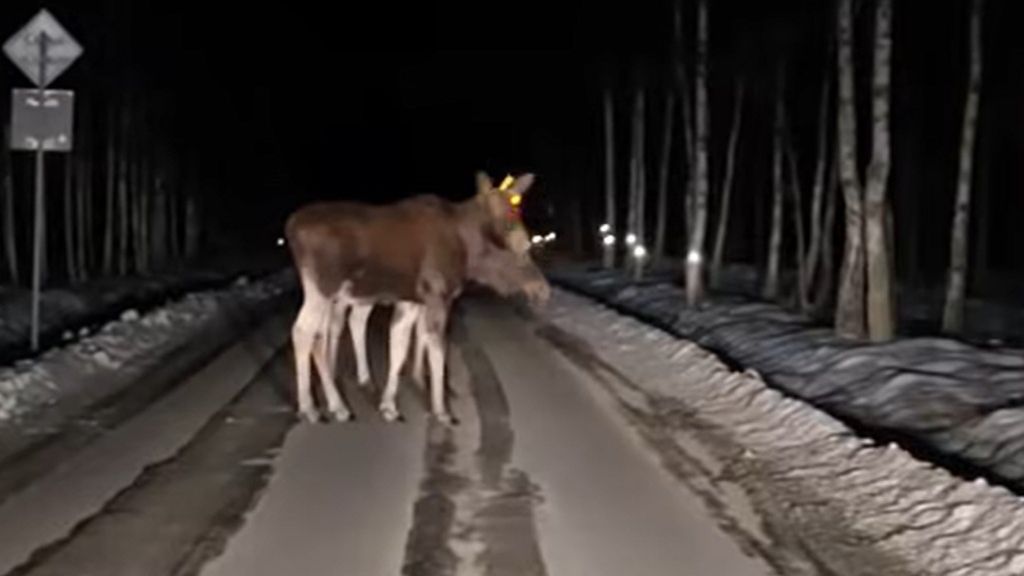Nagranie z Nadleśnictwa Rudnik
