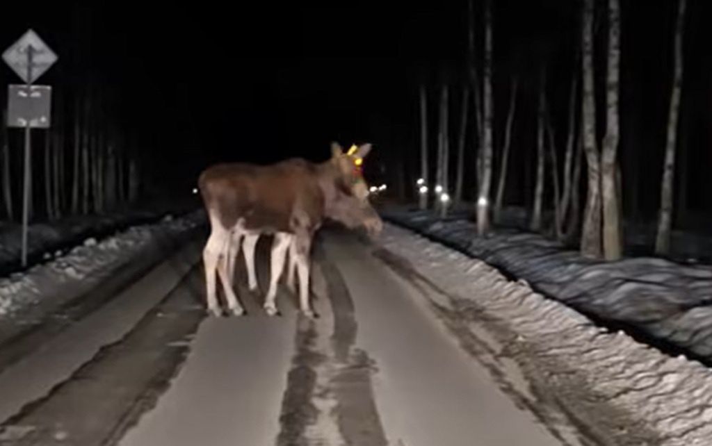 Dwie głowy, osiem kopyt. Odkrycie na drodze. Nagranie leśników