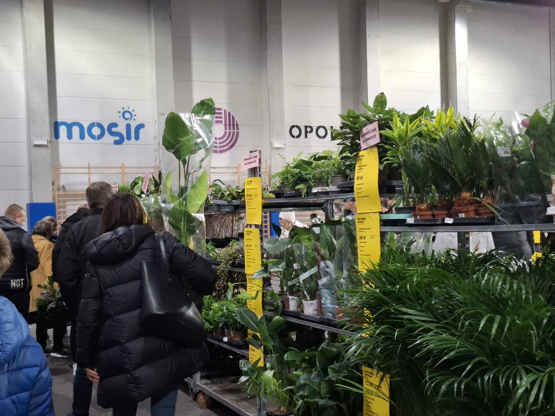 W Opolu rozpoczął się Festiwal Roślin. Można na nim kupić cudeńka w doniczkach, które będą ozdobą każdego wnętrza.
