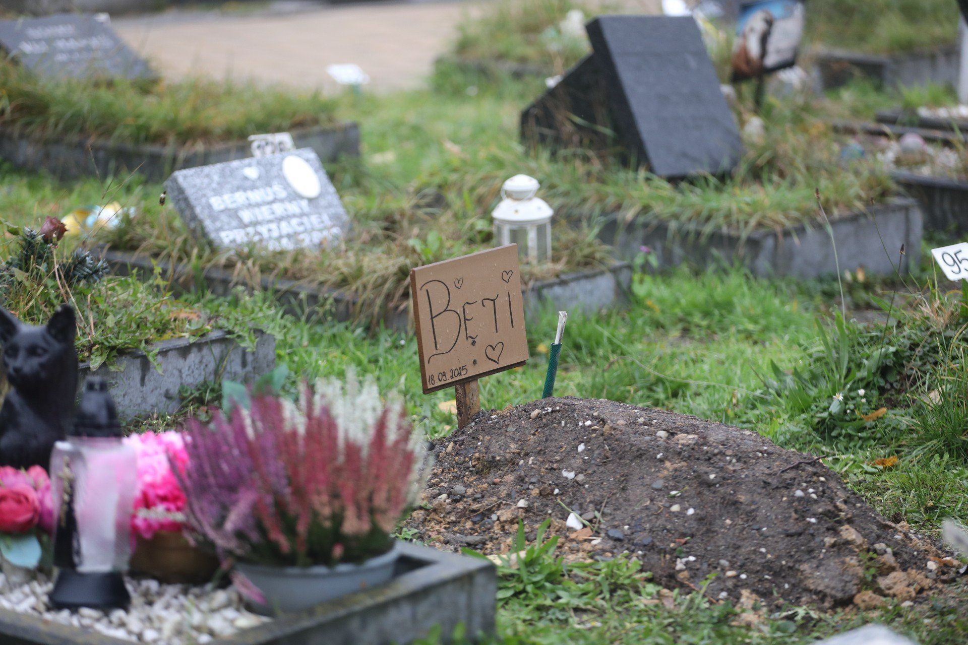 Bytomski cmentarz dla zwierząt to jedyne takie miejsce w regionie
