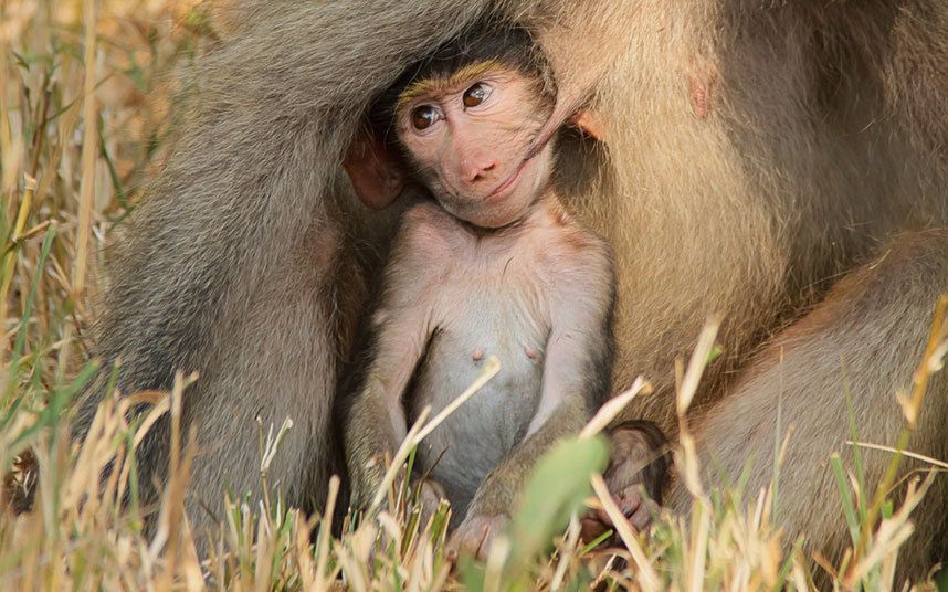 Konkurs Comedy Wildlife Photography Awards - fotografia dzikich zwierząt na wesoło 10