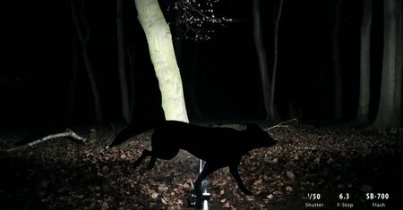 Animacja poklatkowa pokazująca możliwości Nikona D810