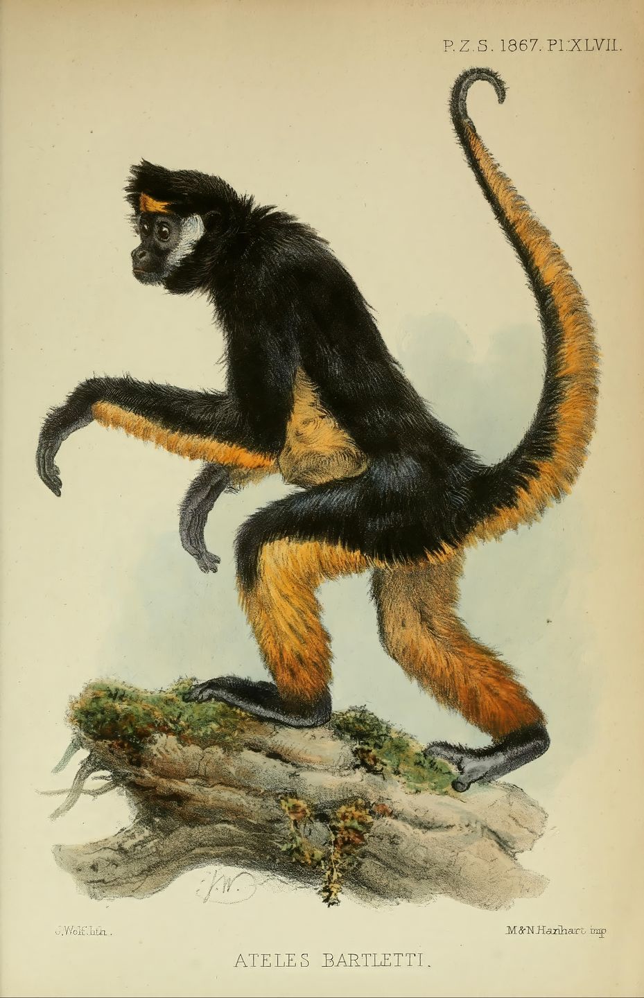 Proceedings of the Zoological Society of London London, Academic Press, 1833-1965. Dierkunde Periodicals Zoology Monkeys, This illustration depicts a monkey species known as Ateles bartlettii, showcasing its distinctive features. The animal stands in profile, highlighting its elongated limbs and prehensile tail, which is notable for its dexterity. Its fur is primarily black with striking orange-yellow accents on its lower limbs and tail. The long, slender fingers and toes are adapted for grasping branches, reflecting its arboreal lifestyle. The background is minimal, focusing attention on the detailed rendering of the monkey's anatomy and fur texture. This representation evokes the natural habitat of the Ateles bartlettii, emphasizing its agile and graceful nature in climbing and swinging through trees. (Photo by: Sepia Times/Universal Images Group via Getty Images)