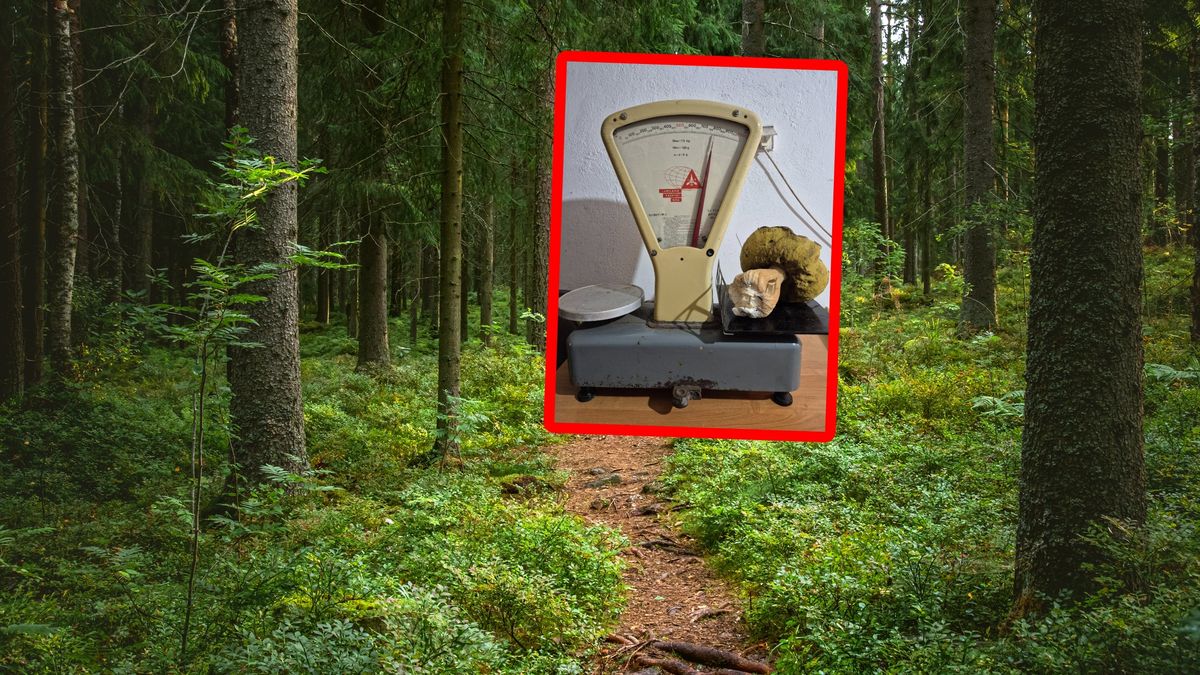 Borowik na wadze. Leśnicy aż się zdziwili.