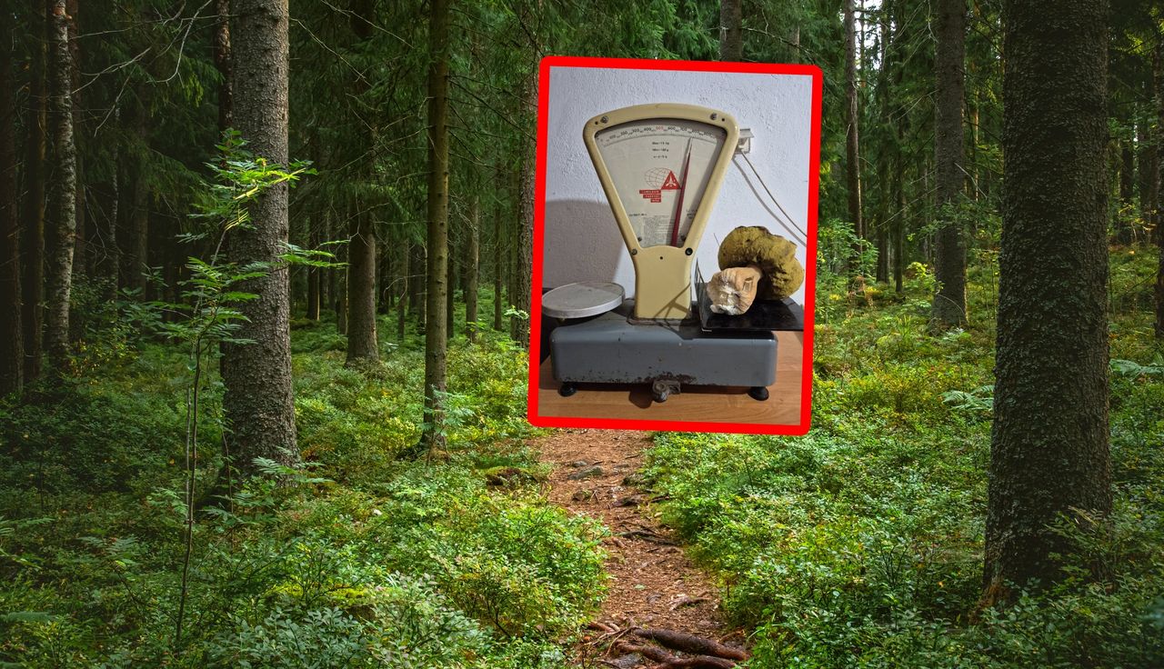 "Ale że aż tak?". Olbrzym trafił na wagę. Leśnicy w szoku