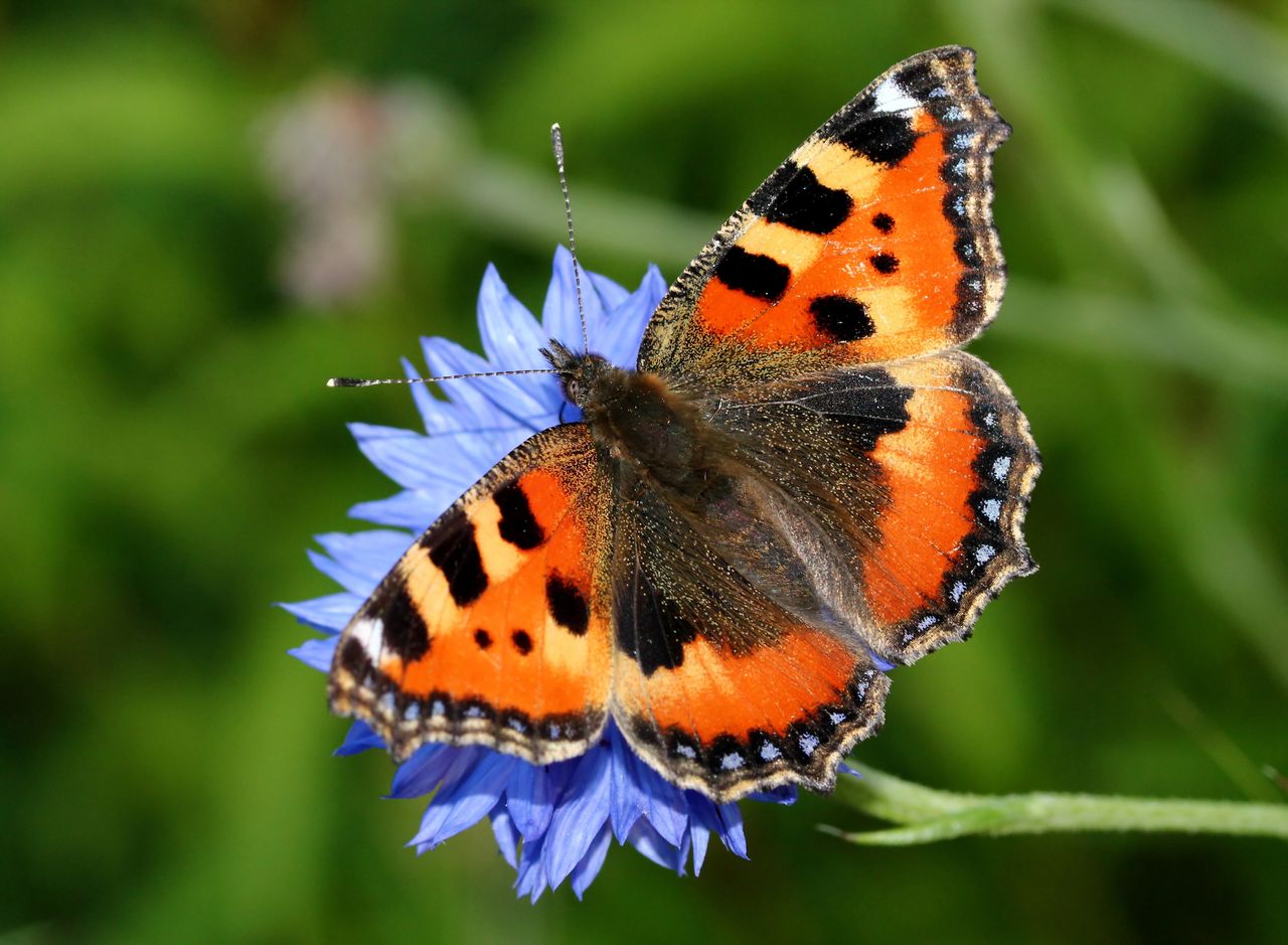 Aglais urticae, czyli rusałka pokrzywnik