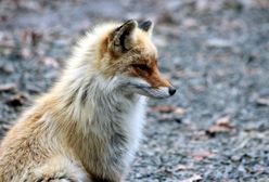 Mazowieckie. Wykryto kolejne przypadki wścieklizny. Apel wojewody