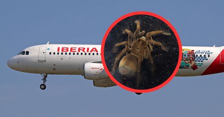 Horror na pokładzie. Pająk zaatakował pilota samolotu