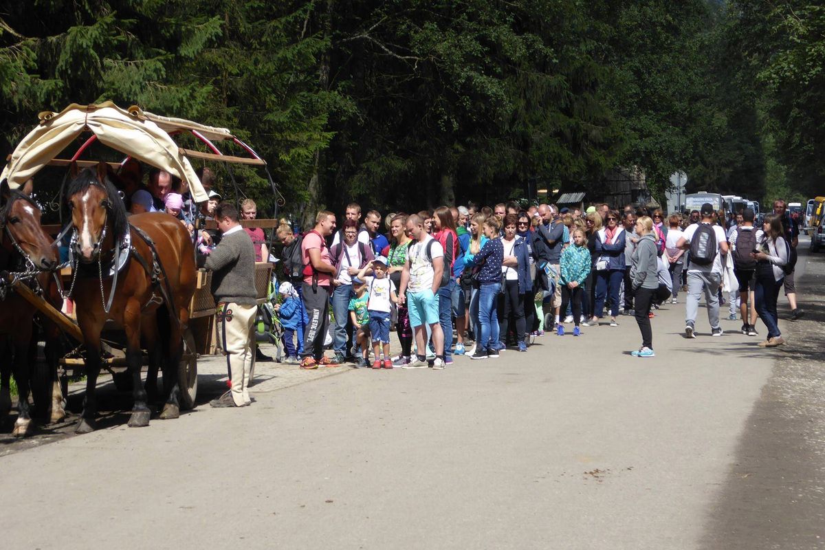 Konie w Zakopanem –  czy ich dramat kiedyś się skończy?