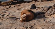 Dramat nad Bałtykiem. Nie żyje foka, którą uratowali polscy ekolodzy