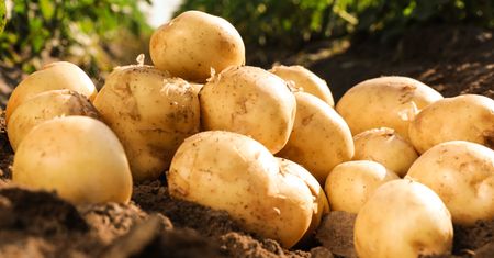 Te ziemniaki kosztują 2 tys. zł za kilogram. Jedno je wyróżnia