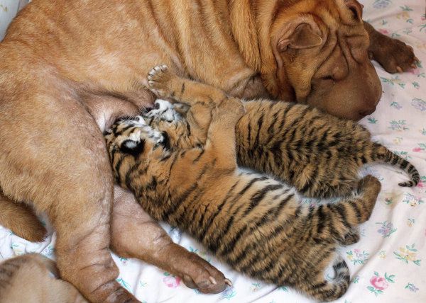Zdjęcia wymarłych tygrysów są niewyraźne lub przedstawiają je nieżywe, dlatego dodajemy optymistyczną ilustrację: małe tygrysy amurskie częstują się psim mlekiem w zoo w Soczi.