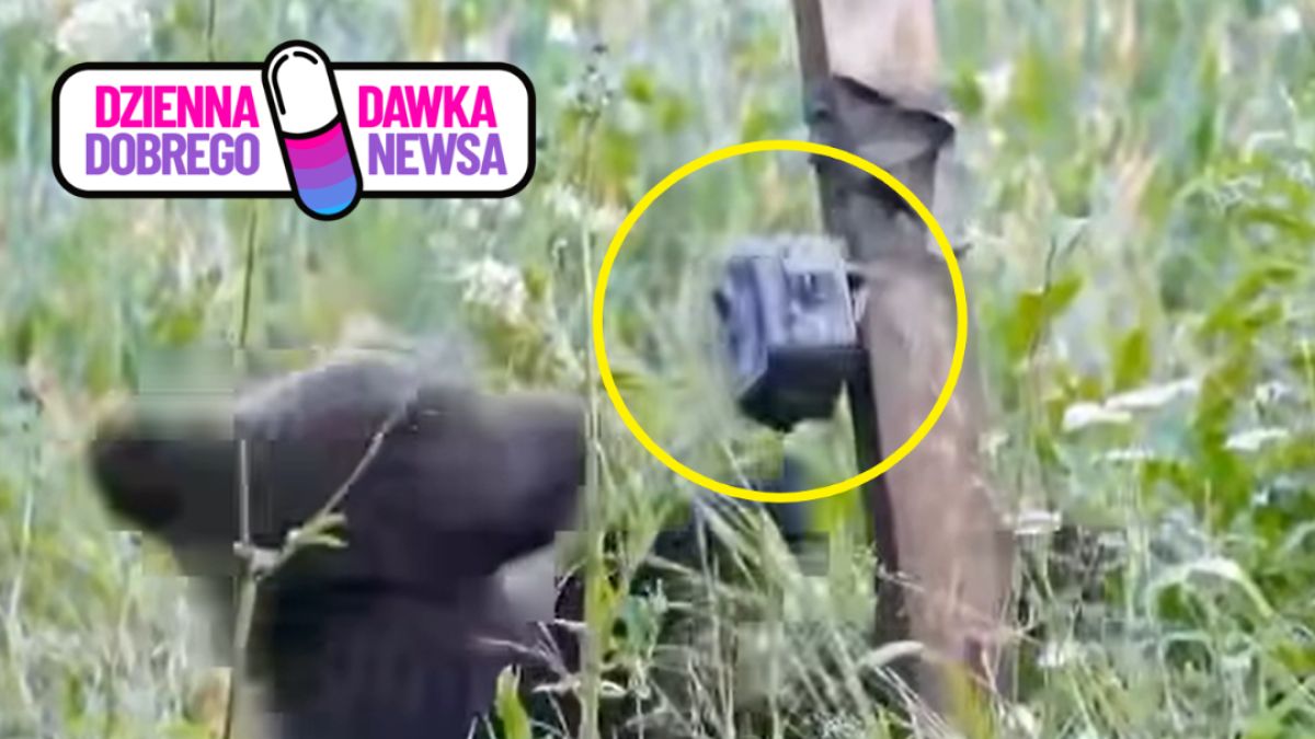 Niedźwiadek znalazł sobie nową "zabawkę"