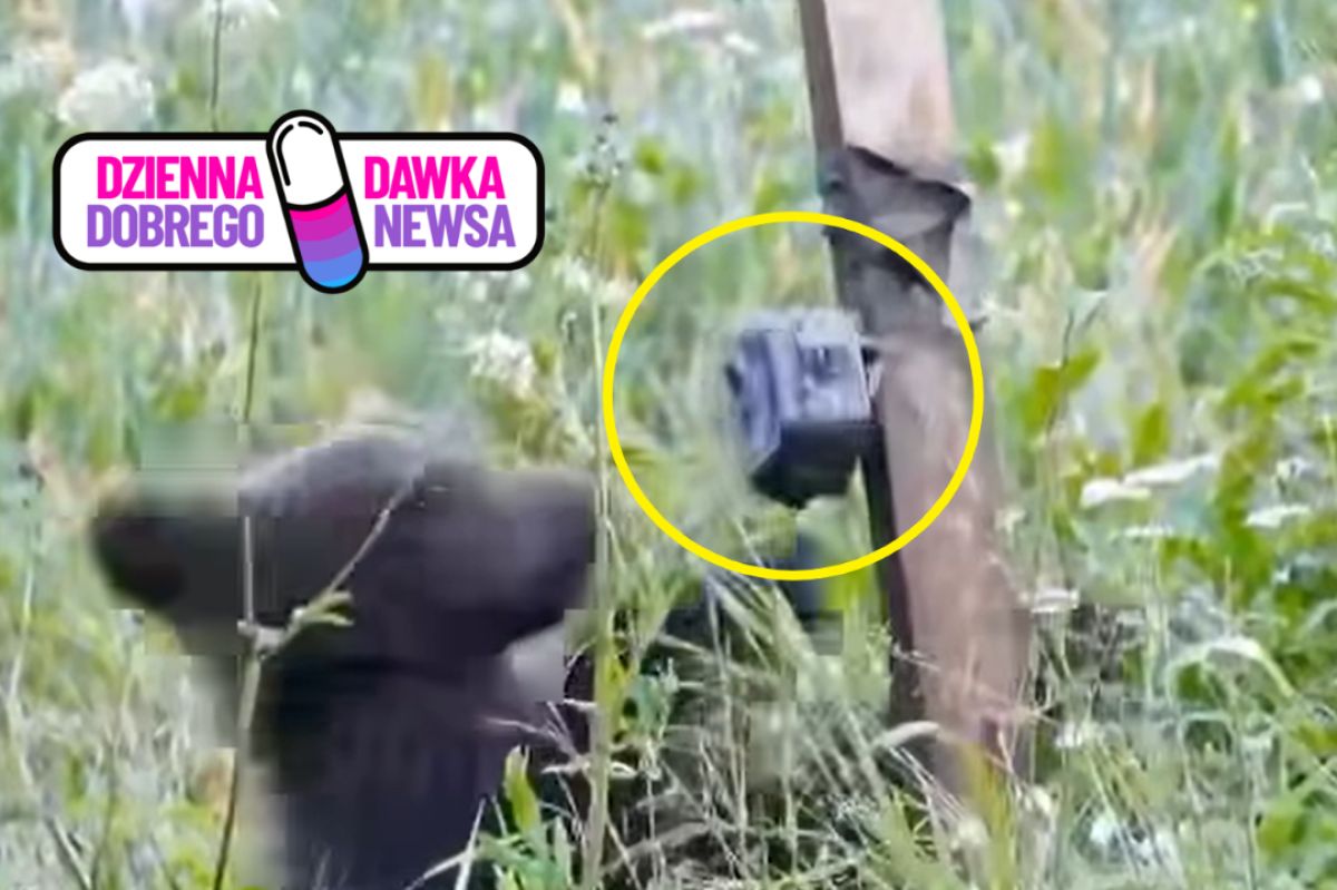 Niedźwiadek znalazł sobie nietypową "zabawkę". Leśnicy pokazali nagranie