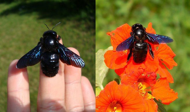 Czarne pszczoły znów w Polsce. Są pożyteczne i niegroźne