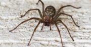 Tego pająka można spotkać w każdym domu. Sprawdź, czy jest niebezpieczny