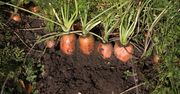 Kiedy siać marchew? Pamiętaj o najważniejszych zasadach