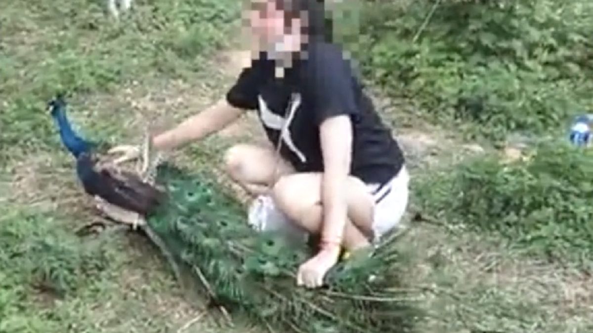 Chiny. Turystka przytrzymała uciekającego pawia