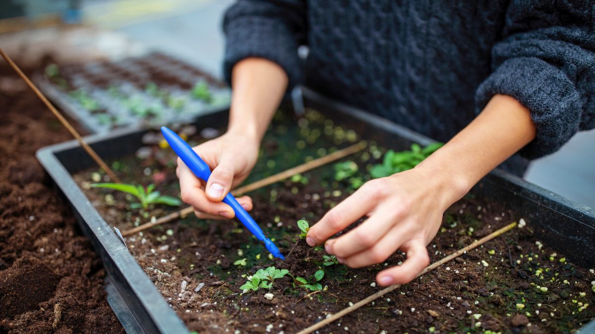 Kobieta przygotowuje sadzonki