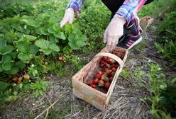 Brakuje rąk do pracy przy zbiorach. "Owoce zostaną na krzakach"