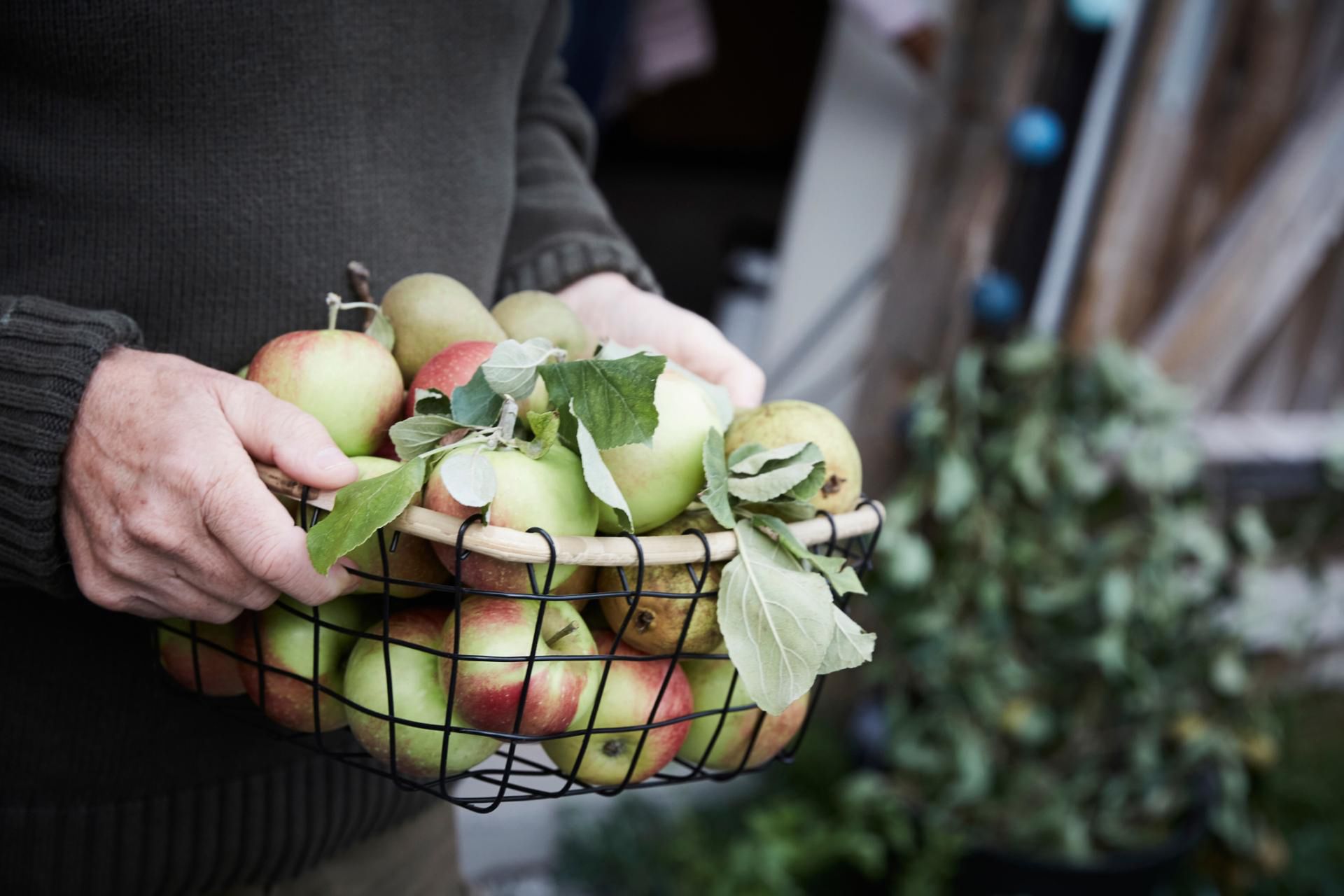 Regularne jedzenie jabłek i gruszek zmniejsza ryzyko udarom