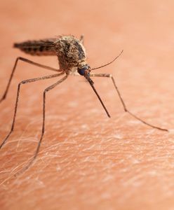 Zabezpiecz swój dom przed komarami i muchami. Raz, a dobrze