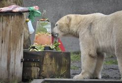 Urodziny niedźwiadków w warszawskim ZOO. &quot;Najbardziej spodobał się udziec wołowy&quot; [GALERIA]