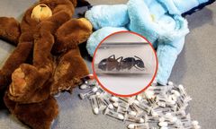 Fiolki z mrówkami w zabawkach. Przemyt z Meksyku i Wietnamu udaremniony